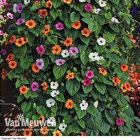 Thunbergia alata 'Sunny Susy Collection'