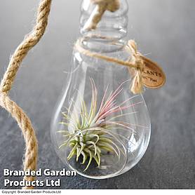 Airplant (Tillandsia) in a hanging light bulb (Medium)