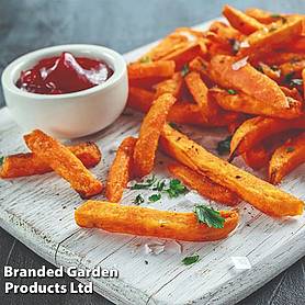 Sweet Potato 'Beauregard'