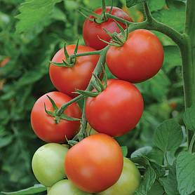 Tomato 'Moneymaker'