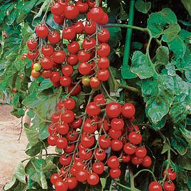 Tomato 'Suncherry Premium' F1 Hybrid