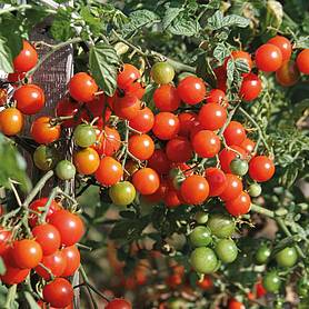 Tomato 'Sweet Baby'
