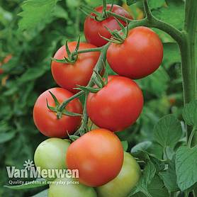 Tomato 'Moneymaker' (Grafted)