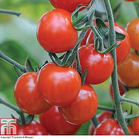 Tomato 'Sweet Aperitif'