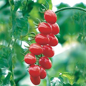 Tomato 'Santonio' F1 Hybrid