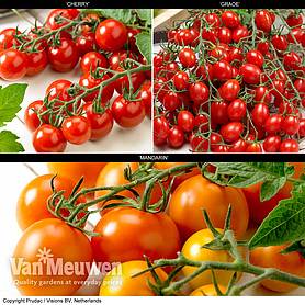 Tomato 'Tutti Frutti Collection' (Grafted)