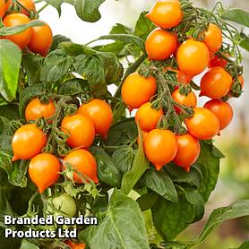 Tomato 'Dora Orange'
