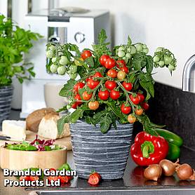 Tomato 'Ponchi-Fa'