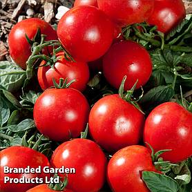Tomato 'Premio' (Grafted)