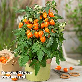 Tomato Sunny Drops Orange