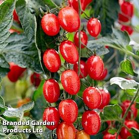 Tomato 'Tutti Frutti Grape' (Grafted)