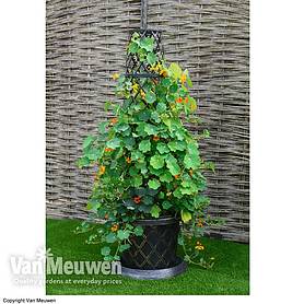 Tower Pot™ Black & Gold