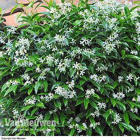 Trachelospermum jasminoides