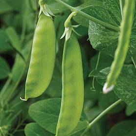 Pea 'Mangetout' (Start-A-Garden™ Range)