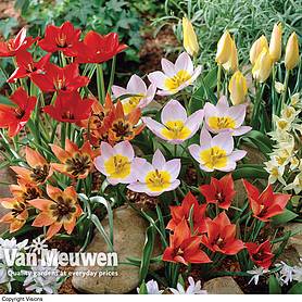 Tulip 'Ground Cover Mix'