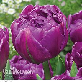 Tulip 'Double Flag'