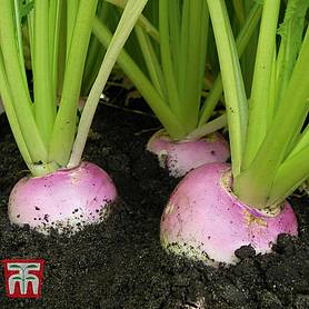 Turnip 'Sweetbell' F1 Hybrid