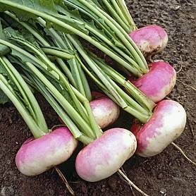 Turnip 'Milan Purple Top'