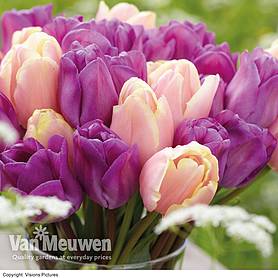 Tulip 'Magic Lavender' & 'Mango Charm' Collection