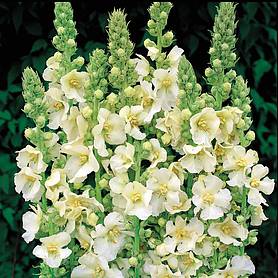 Verbascum x hybrida 'Snow Maiden'