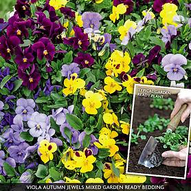 Viola 'Autumn Jewels Mixed' (Garden Ready)