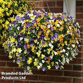 Viola Pre-Planted Hanging Basket