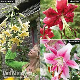 Soaring Tree Lily Collection
