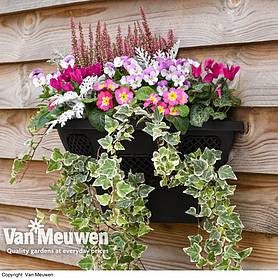 Wall Basket