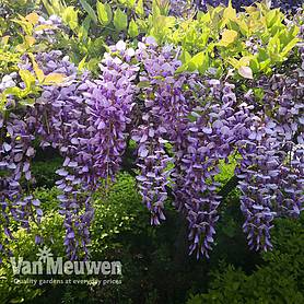 Wisteria sinensis