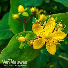 Hypericum 'Gemo'