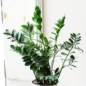 Zamioculcas zamiifolia (House Plant)