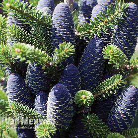 Korean Fir