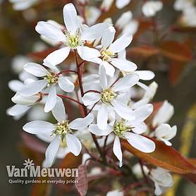 Amelanchier lamarckii