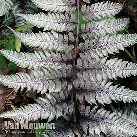 Athyrium niponicum var. pictum 'Burgundy Lace'