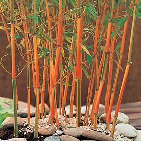 Bamboo Plants For At Van Meuwen