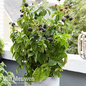 Lowberry® Blackberry 'Little Black Prince' (Dwarf)