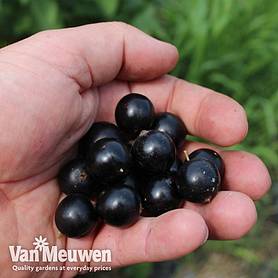 Blackcurrant 'Summer Pearls Giant'