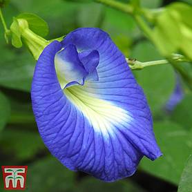 Bluebell Vine (House Plant Seeds)