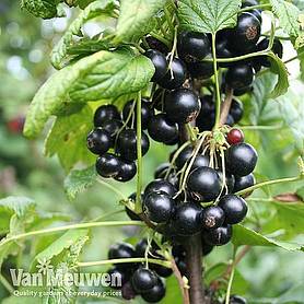 Blackcurrant 'Summer Pearls Patio' (Patio fruit)