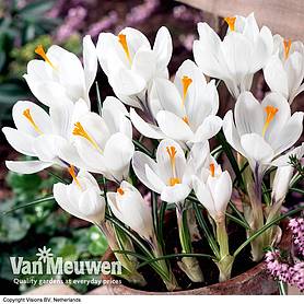 Crocus 'Jeanne d'Arc'