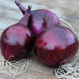 Onion 'Electric' (Autumn Planting)