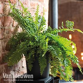 Dryopteris affinis (House Plant)