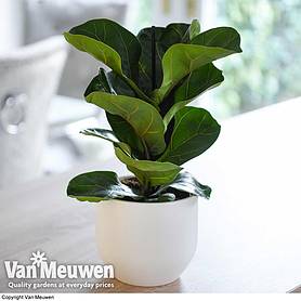 Ficus lyrata 'Compacta' (House Plant)
