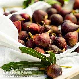 Fig 'Little Miss Figgy'