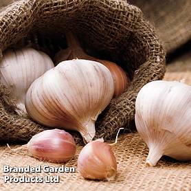 Garlic 'Picardy Wight' (Spring Planting)