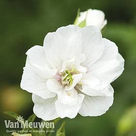 Geranium pratense var. pratense f. albiflorum 'Laura'