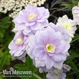 Geranium pratense 'Summer Skies'