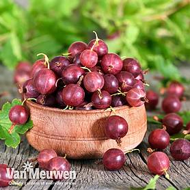 Gooseberry 'Giggles Red'