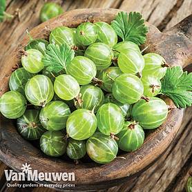 Gooseberry 'Invicta'