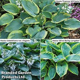 Hosta 'Giant Leaved Mix'
